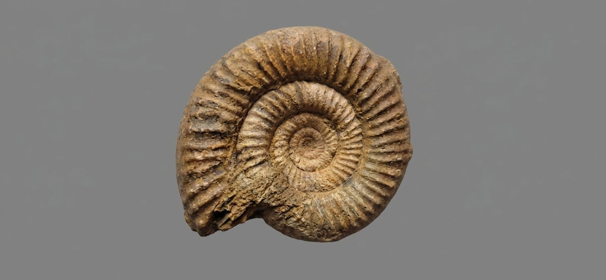 Fossil Ammonite Shell Brown Natural Spiral Decorative Specimen