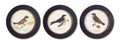Wood framed encyclopedia bird print (set of 3) 9.5"d