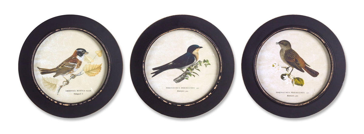 Wood framed encyclopedia bird print (set of 3) 9.5"d