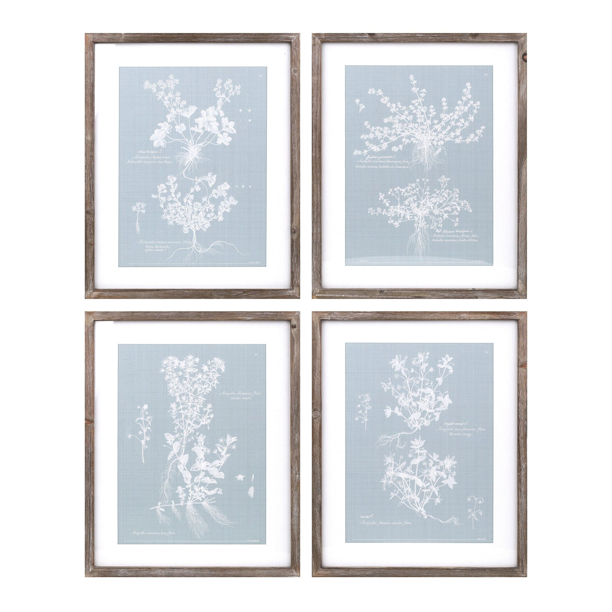 Wood framed encyclopedia floral outline under glass (set of 4)
