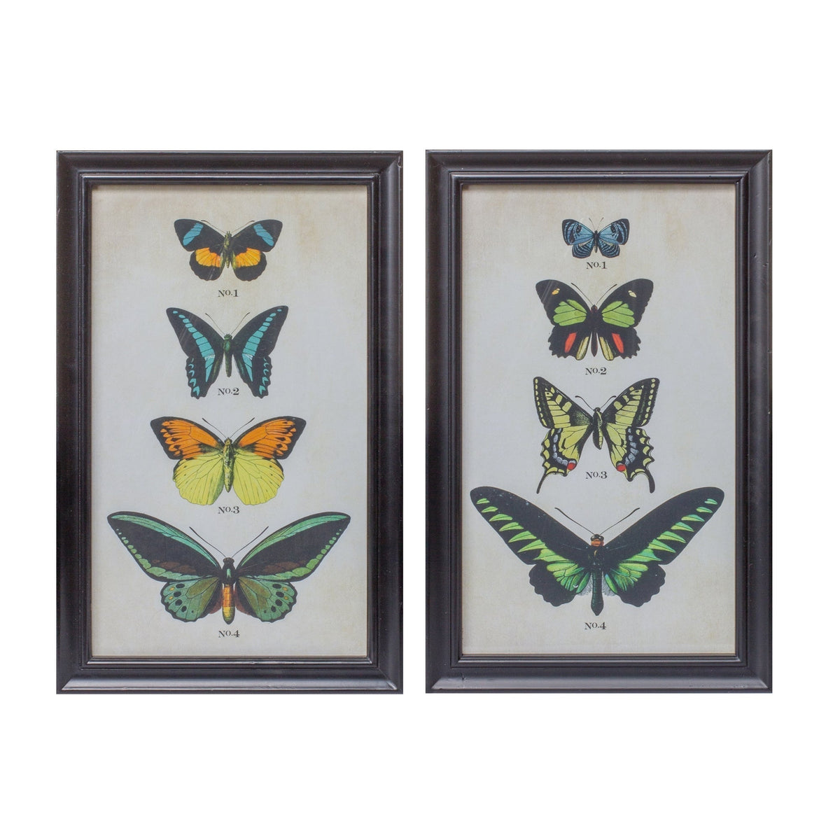 Framed Encyclopedia Butterfly Print Under Glass (Set of 2)