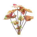 Varigated caladium bush (set of 6)