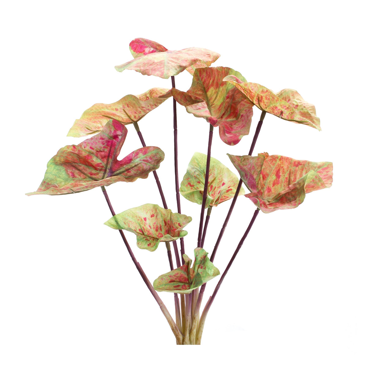 Varigated caladium bush (set of 6)