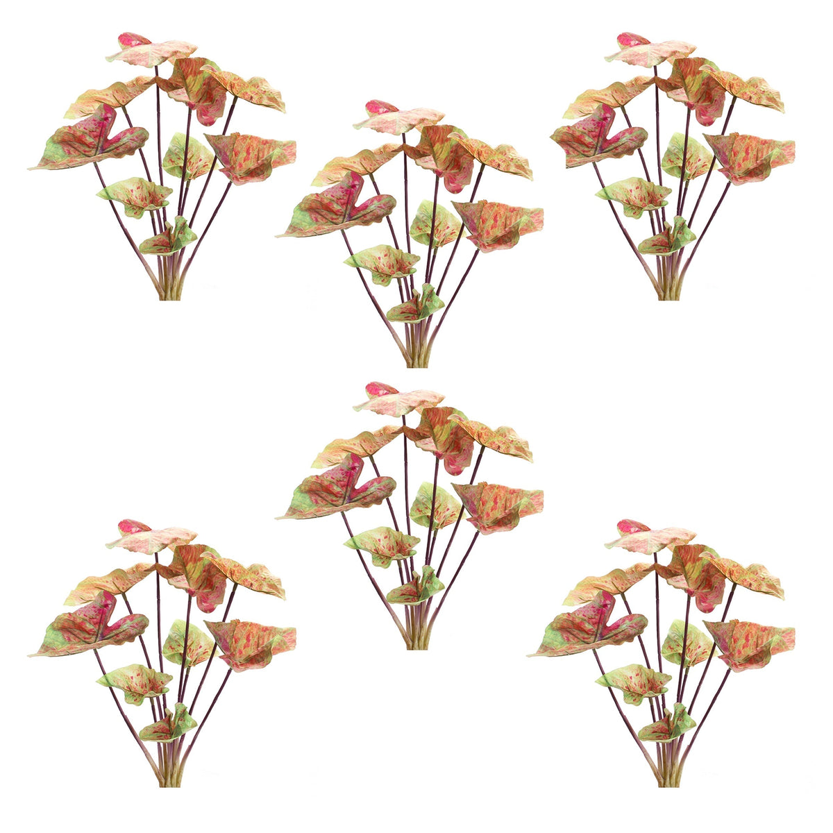 Varigated caladium bush (set of 6)