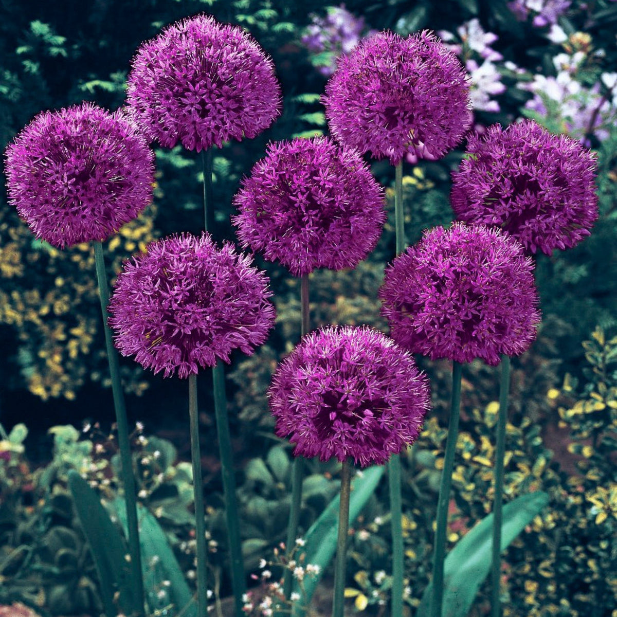 Allium Aflatunense Purple Sensation