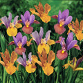 Bronze Dutch Iris Blend
