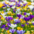 Giant Crocus Mix
