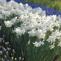 Fragrant Daffodil Thalia