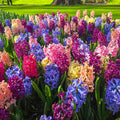 Hyacinth Mix