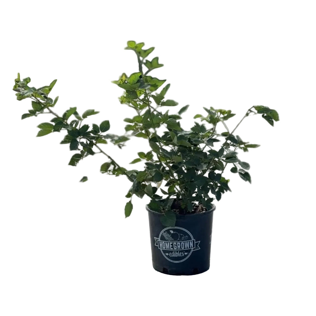 Prime-Ark® 45 Blackberry
