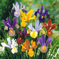 Dutch Iris Beauty Mixture