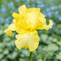 Harvest of Memories Reblooming Bearded Iris