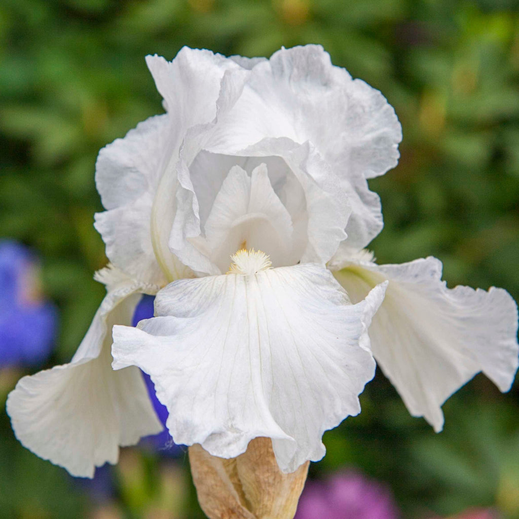 Immortality Reblooming Bearded Iris