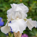 Immortality Reblooming Bearded Iris