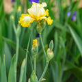 Zesting Lemons Bearded Iris