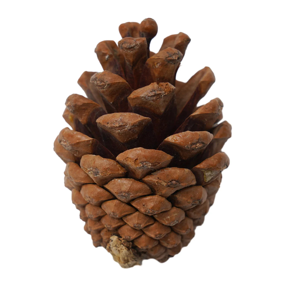 50-Piece Fall Harvest Decoration Set, Pumpkins, Leaves and Pine Cones