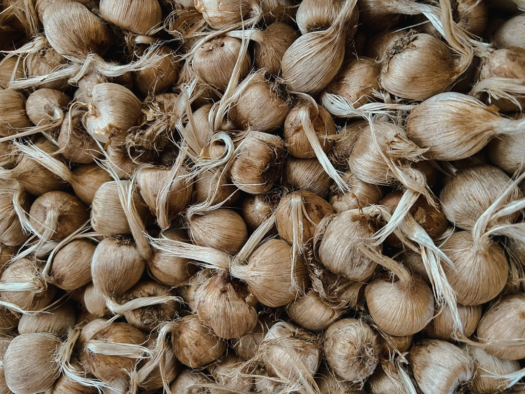 Grow Pack – Best Value | 100 Large Corms