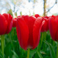 Red Pride Darwin Hybrid Tulip