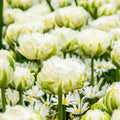 Snow Crystal Double Fringed Tulip