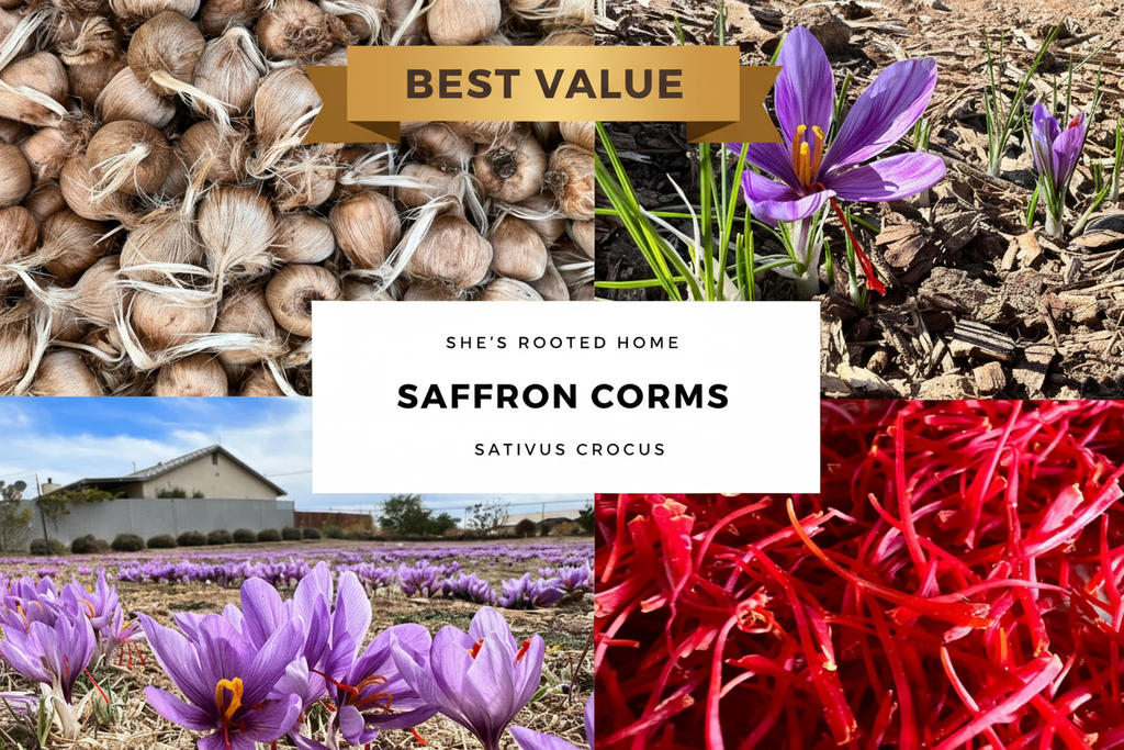 Grow Pack – Best Value | 100 Large Corms