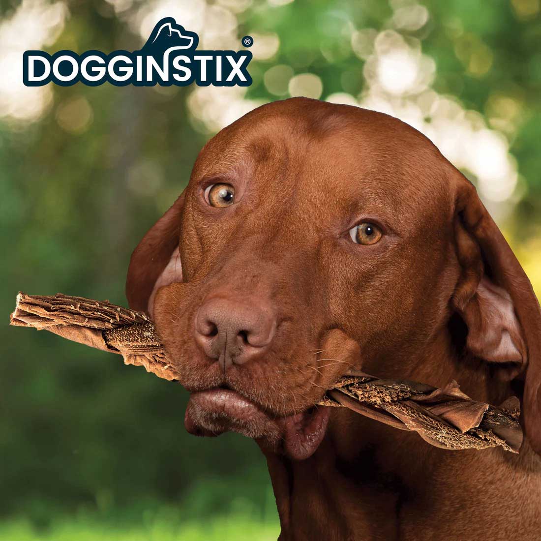 Dogginstix Braided Beef Tripe Natural Dog Chew – Digestible, Nutrient Rich, Omega 3