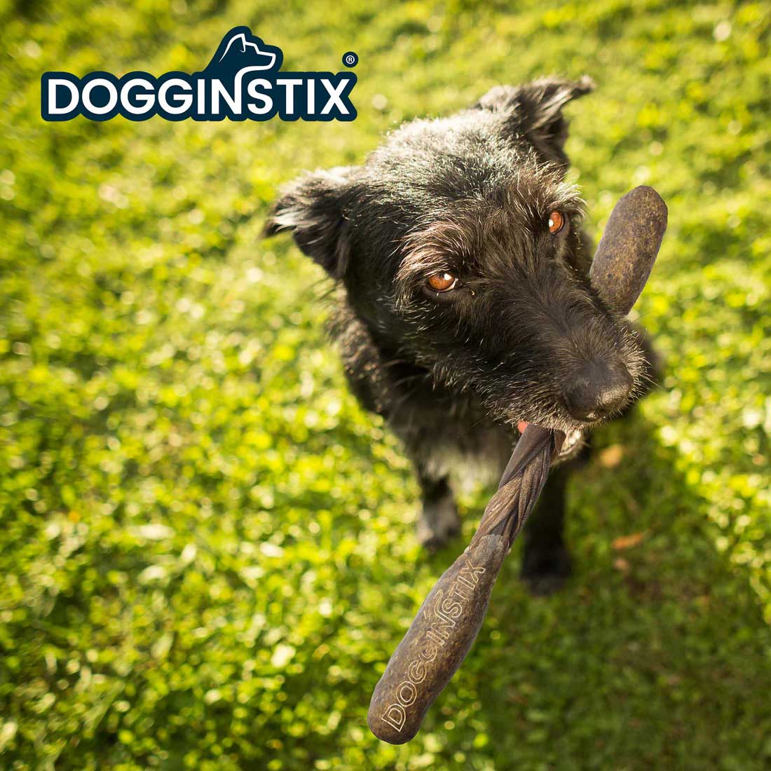 Dogginstix Braided Lamb Collagen Barbell Dog Chew – Natural, Grass-Fed, Low Fat Treat