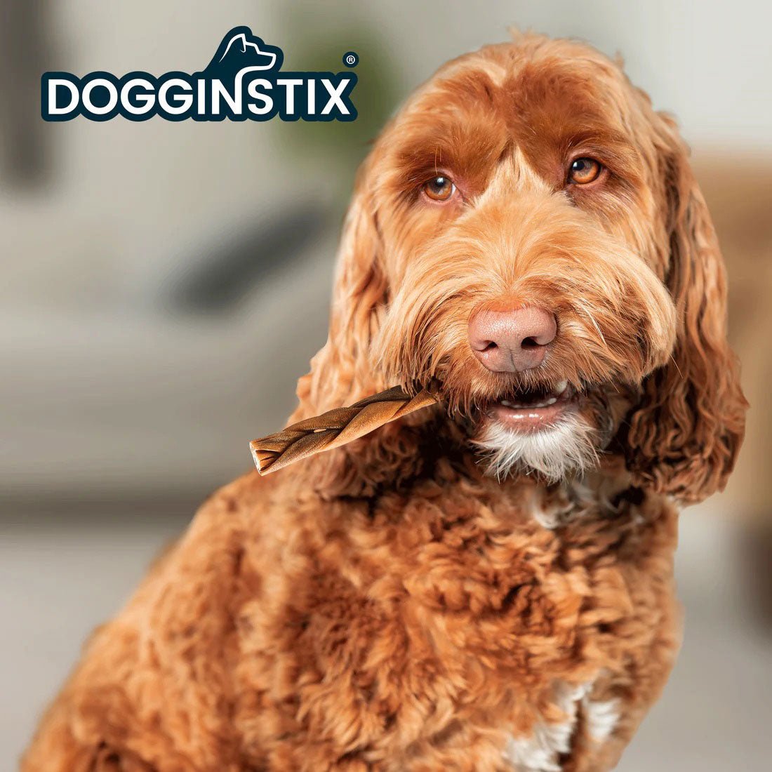 Dogginstix Braided Lamb Collagen Dog Chew – Long Lasting, Digestible, High Protein Rawhide Alternative