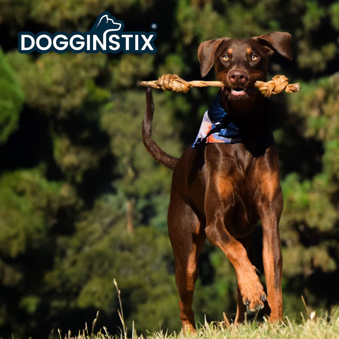 Dogginstix Braided Lamb Collagen Double Knot Dog Chew – Natural, Grass-Fed, Low Fat Treat
