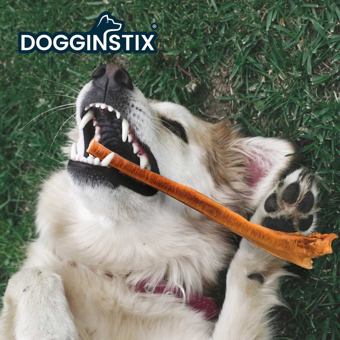 Dogginstix Bully Stick Dog Chew, All-Natural, Grass-Fed Beef, Odor-Free