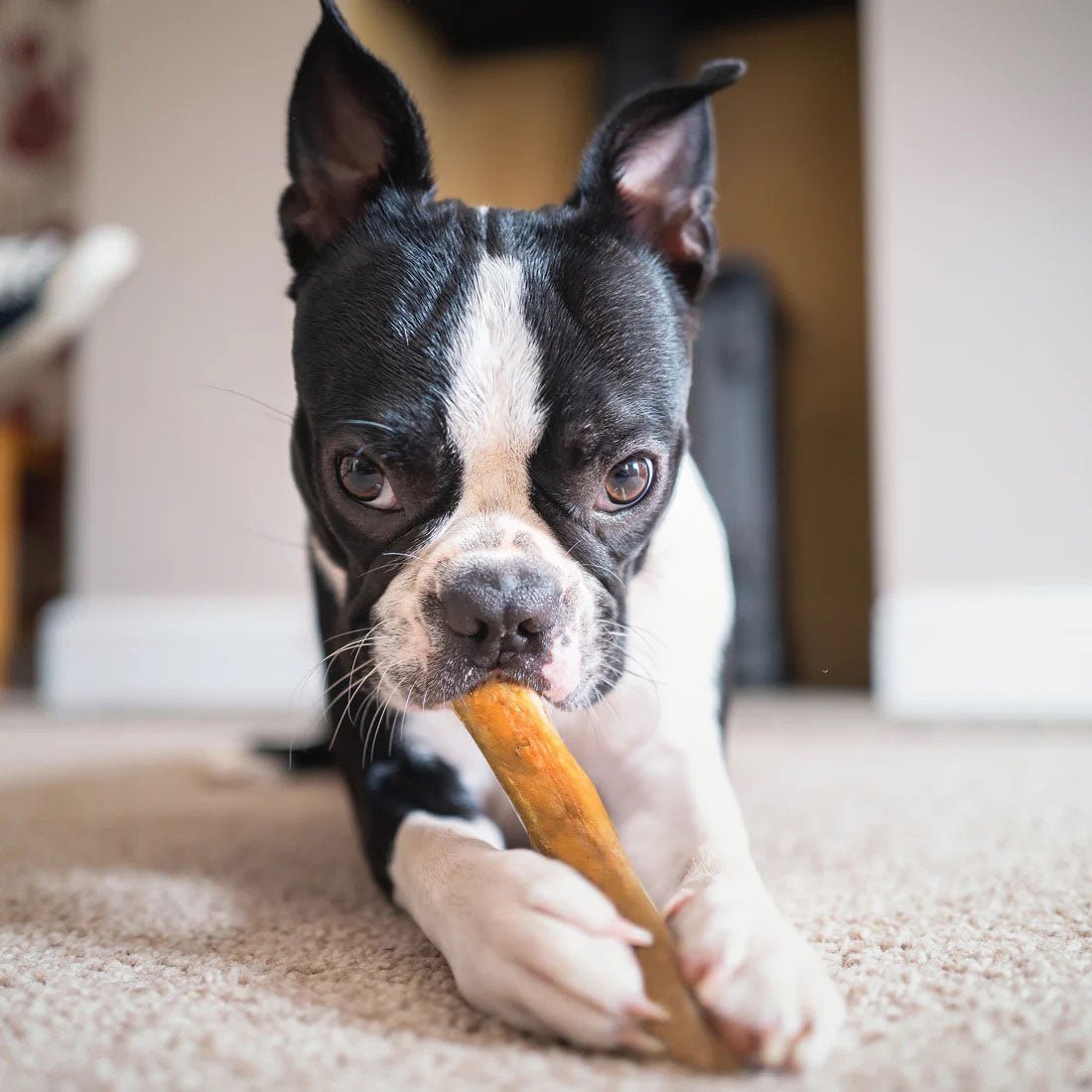 Dogginstix Bully Stick Dog Chew, All-Natural, Grass-Fed Beef, Odor-Free
