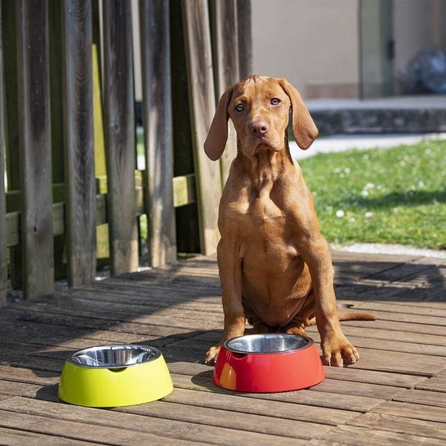 Ferplast Jolie Stainless Steel Pet Bowl for Food and Water 850 ml