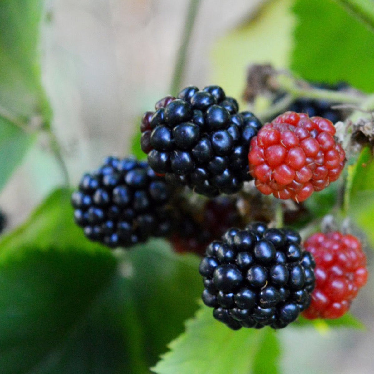 Prime-Ark® 45 Blackberry