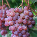 Reliance Pink Seedless Grape