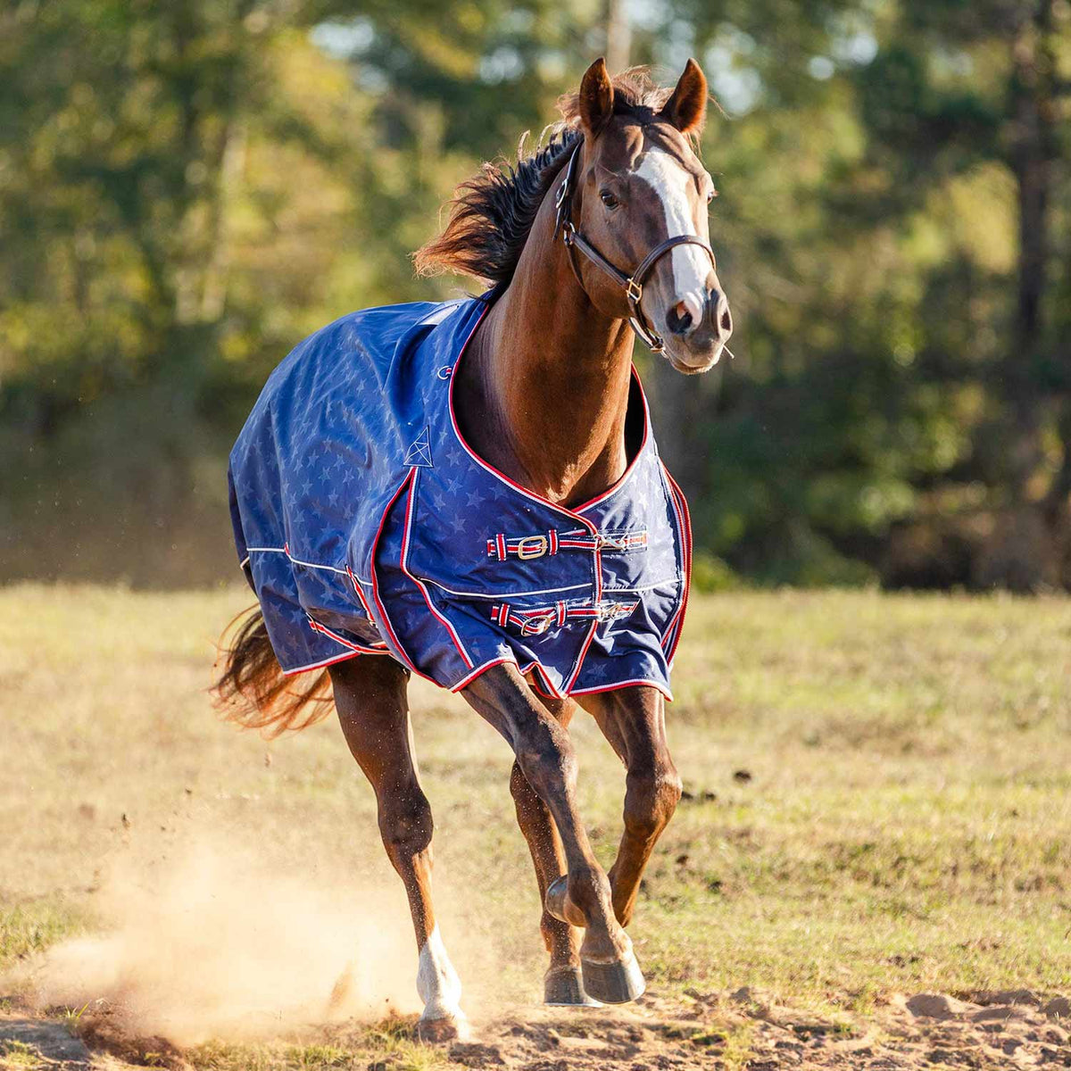 Jeffers Poplar Head "Origin" 600D Medium Weight Turnout Blanket, 240g | Waterproof & Breathable Horse Blanket