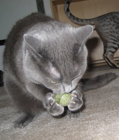 Pawbreakers Bonkas Catnip Candy Ball Cat Toy - Edible Catnip Treat & Toy